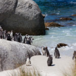 South Africa Tour With Safaris