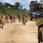 South Africa Tour With Safaris